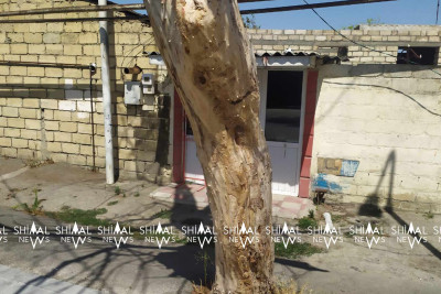 Xaçmaz: qurumuş ağaclar sakinlərə zərər vura bilər
