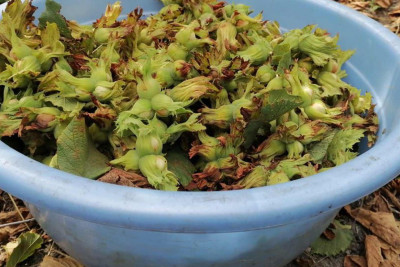 Xaçmazda kütləvi fındıq yığımı başlayır