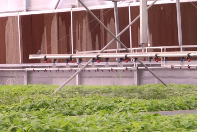 Qubada yeni calaq altıların alınması üzərində tədqiqat işləri görülür