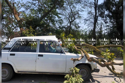 Xaçmazda “07” ağacın altında qalıb