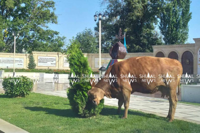 Quba: mixəyi inəyin park sərgüzəştləri