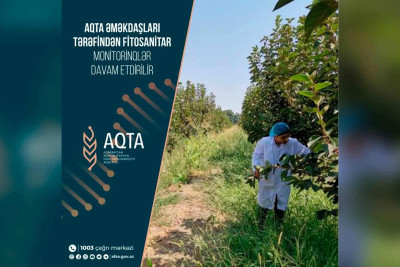 Quba və Qusarda fitosanitar yoxlamalar davam etdirilir
