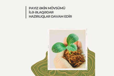 Quba: 35 ha meşə fondu torpaqlarında hazırlıqlar aparılıb