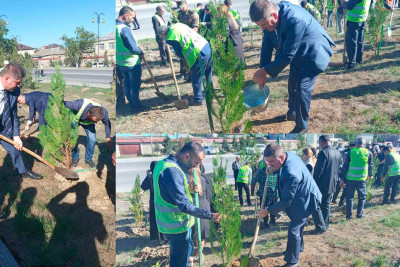 Qubada şəhidlərimizin xatirəsinə ağaclar əkilib