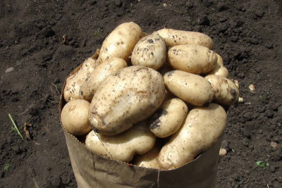 İsmayıllı: bu il 10 tondan çox kartof yetişdirilib