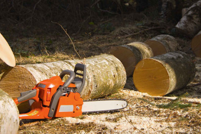 İsmayıllı sakini qanunsuz olaraq ağac kəsib