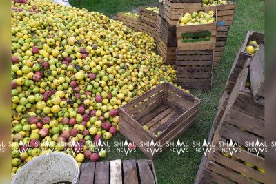 Qubada “ağac dibi” almaların alışı həyata keçirilir