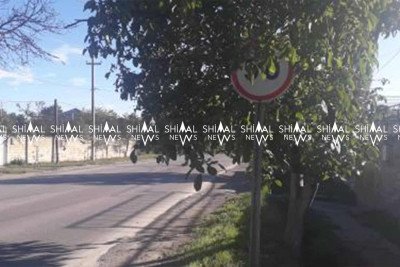 Quba-Xaçmaz yolu: Alekseyevka kəndində yol nişanı ağacın arxasında gizlənib