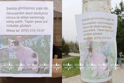 Axtaran tapar: axtarışda olan pişik tapılıb