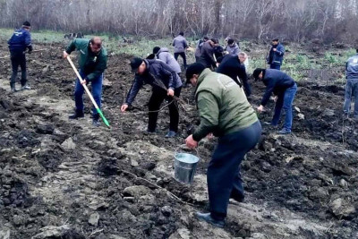 ETSN: Quba və Şabranda meşələrin bərpası davam edir