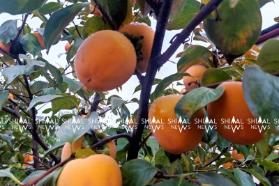 Xaçmaz bağlarından xurmanın alışı zəifləyib