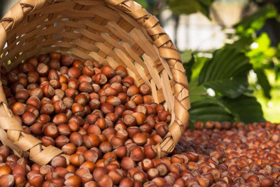 İsmayıllıda findıq bağbanları sevindirib