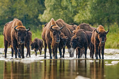Almaniyadan İsmayıllıya daha 10 zubr gətirilib