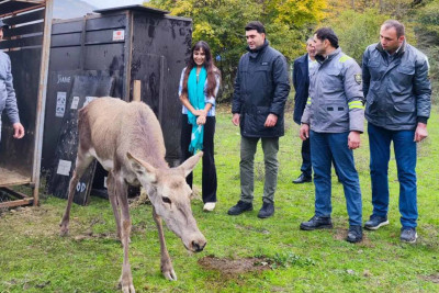 Marallar İsmayıllıda adaptasiya dövrünü keçir