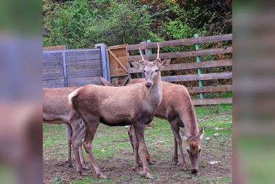 Şahdağ Milli Parkının sakinləri və təbiəti lentə alınıb