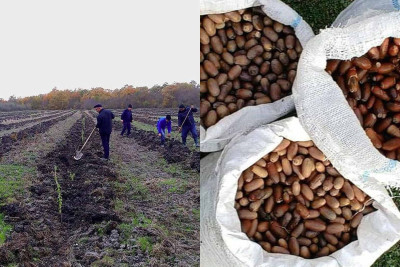 ETSN: Quba meşələrində bərpa işləri davam edir