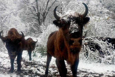 Hətta qışda İsmayıllıya gəlib zubrları seyr etmək olar