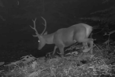 Şahdağ Milli Parkı: İsmayıllıda yaşayan vəhşi heyvanların videosu çəkilib