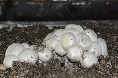 Xaçmazda biznes: Çarxıda il ərzində 150 ton göbələk yetişdirilir