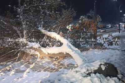 Xudatda ağac sınaraq yolun hərəkət hissəsinə düşüb