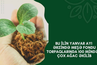 Qubanın meşə torpaqlarında ağaclar əkilib