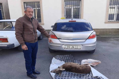 İsmayıllı: cüyür ovlayanlar tutulublar