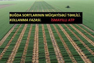 İsmayıllıda buğda sortlarının məhsuldarlıq və keyfiyyət göstəriciləri müqayisə ediləcək