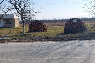 Şimal: meyvə ağacları kəsilərək satılır