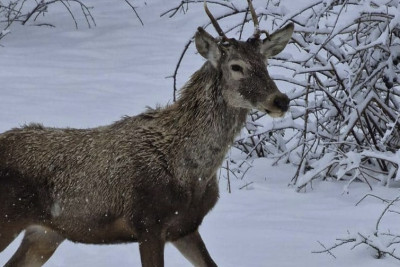 Maralların Şahdağ Milli Parkına qatdığı gözəllik - VİDEO