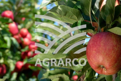 “Agrarco” MMC şimal bölgəsində vakansiya elan edib