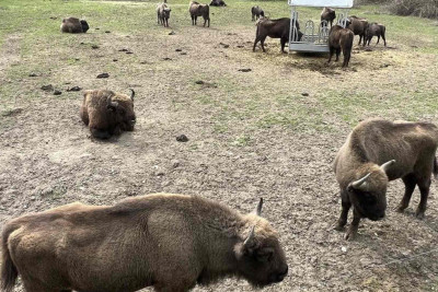 Şahdağ Milli Parkı: 20 baş zubr geniş areala buraxılıb