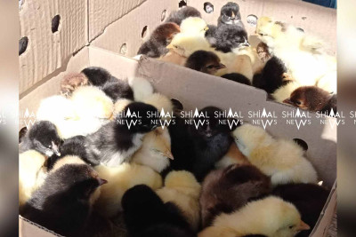 Qubada yaz cücələri satışa çıxarılıb