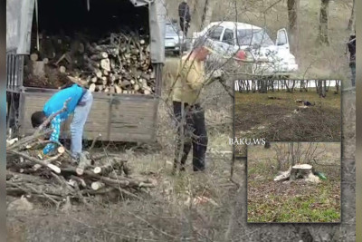 Qusarda meşə ağaclarının kəsilməsi araşdırılır