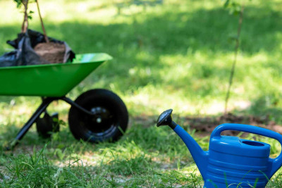 İsmayıllıda ağacəkmə tədbiri keçirilib