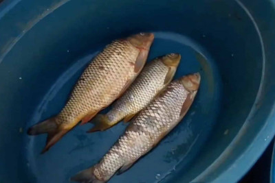 İsmayıllıda bu günə olan ət qiymətləri