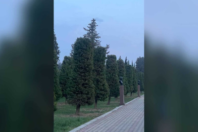 Xaçmaz: şəhərdə ağaclar məhv edilməyib