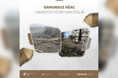 Qubada qanunsuz ağac kəsən şirkət cəzalandırılıb