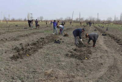 Quba: Barlıda ağacəkmə aksiyası keçirilib