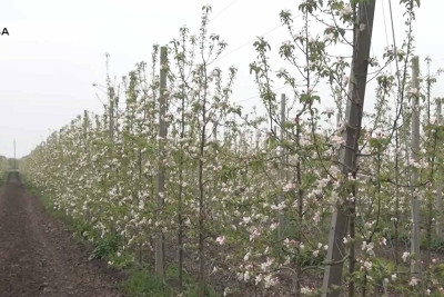 Şimal: superintensiv bağçılığa maraq artıb - VİDEO