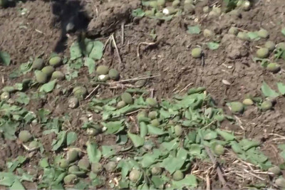 Dolu meyvəni məhv edib - İsmayıllıda bəzi fermer təsərrüfatları sığortalanıb