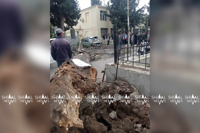 Xaçmazda böyük ağac avtomobillərin üzərinə aşıb