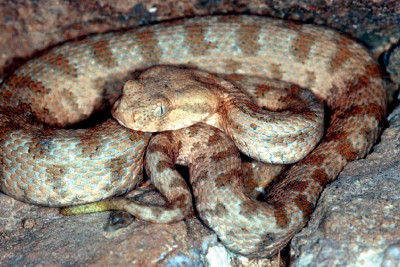 İsmayıllıda ilan 2 nəfəri sancıb - 1 nəfərin vəziyyəti ağırdır