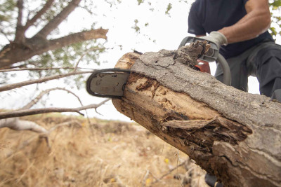 Baş Prokurorluq: ağacların məhv edilməsi ilə bağlı cinayət işi başlanıb