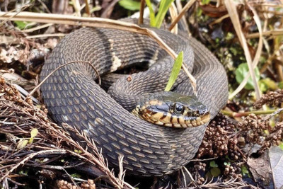 İsmayıllı: ilan sancan sakinlər xəstəxanaya yerləşdiriliblər