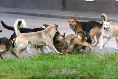 İsmayıllı: küçə itləri yaşlı qadına hücum ediblər