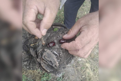 Xaçmazda kərgədan böcəyinə rast gəlinməkdədir