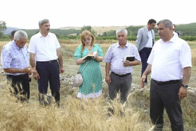İsmayıllıda buğda yetişdirilməsinin tədqiqatı aparılıb