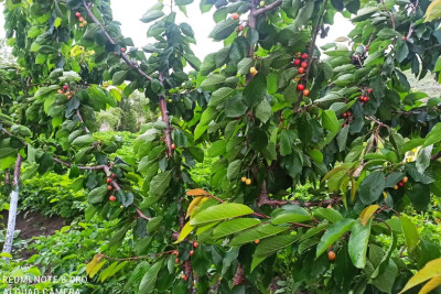 Xınalıqda ilk dəfə gilas yetişib