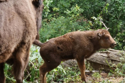 Şahdağ Milli Parkında 3 zubr balası dünyaya gəlib