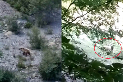 İsmayıllıda ayı kameraya düşüb - VİDEO